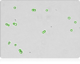 Bright field counted cell image