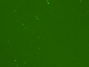 Fluorescence Image Primary Mouse Bone Marrow Cells