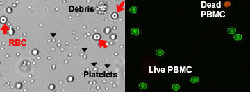 PBMC using dual-fluorescence method