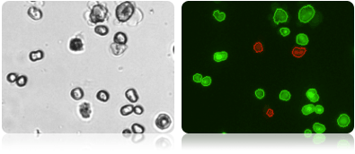 Hepatocyte Viability using dual-fluorescence