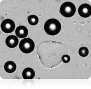 Adipocyte Bright Field Image