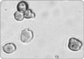 Hepatocyte cell image