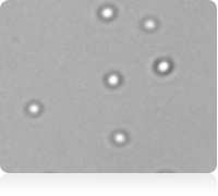 Bright field cell image of purified platelets