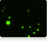 Fluorescent image of Calcein AM stained cells