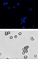 DAPI cell images