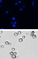 Nocodazole cell images