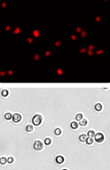 PC3 cell images