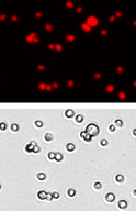 Panc-1 cell images
