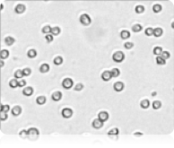 brightfield jurkat cell image