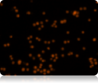 fluorescent jurkat cell image