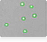 Counted bright field cell image of purified platelets