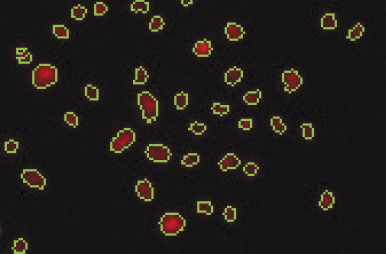 Counted PI + Cells