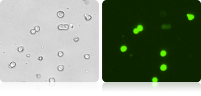 GFP Expression in 293F