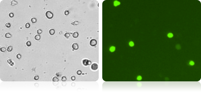 GFP Expression in 3T3