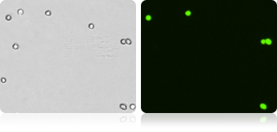 GFP Expression in COS-7