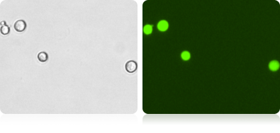 GFP Expression in H1299