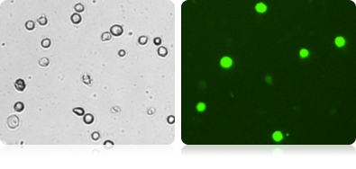 GFP Expression in HeLa