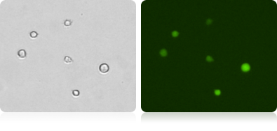 GFP Expression in K562