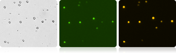 Co-expression GFP/RFP Expression