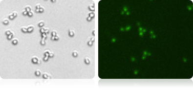 GFP expression in yeast