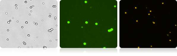 GFP expression and  PI viability