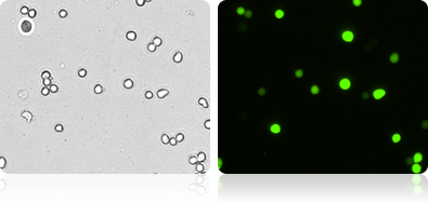 GFP Expression in 293T Cells