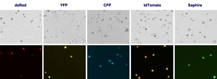 Fluorescent Proteins dsRed YFP CFP tdTomato Saphire